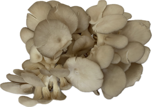 Hliva ustricová voľná - Klas